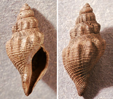 Acamptogenotia morreni