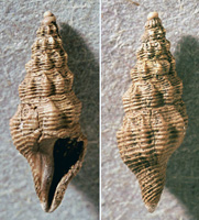 Boreodrillia undatella