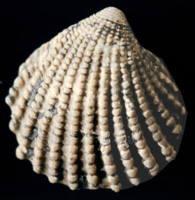 Cyclocardia grossecostata