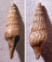 Fusiturris duchasteli