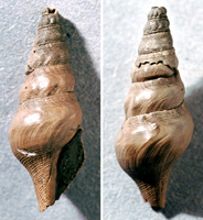 Fusiturris selysii