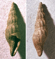 Metula scabricula