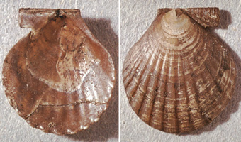 Palliolum hausmanni