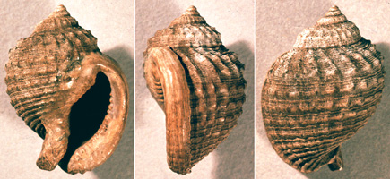 Phalium rondeleti