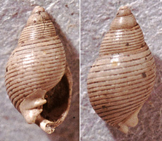 Ringicula striata