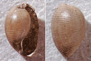 Roxania utriculus