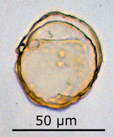 Paralecaniella indentata