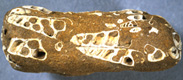 Brune Turritella sandsten