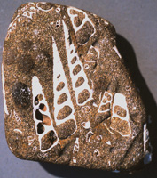 Brune Turritella sandsten