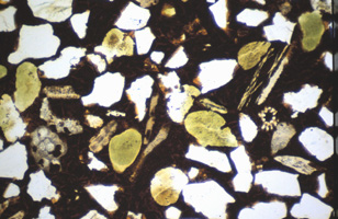 Turritella sandsten slib